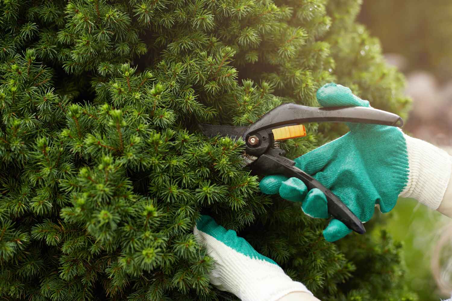 Best Tree Disease Treatment  in Wilton Manors, FL